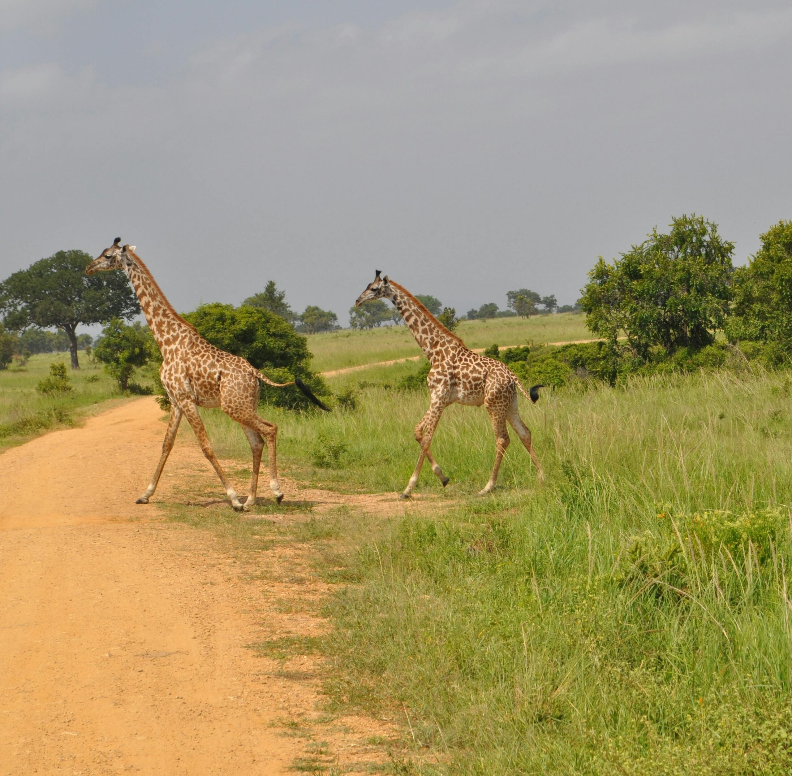 giraffes scaled