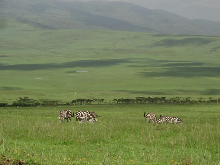 ngorongoro