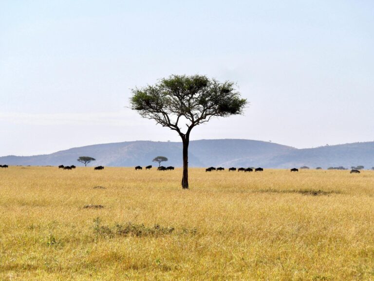 serengeti